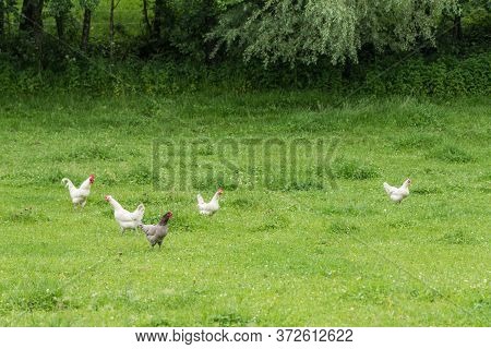 Animal Welfare - Free-range Chickens And Roosters In A Meadow