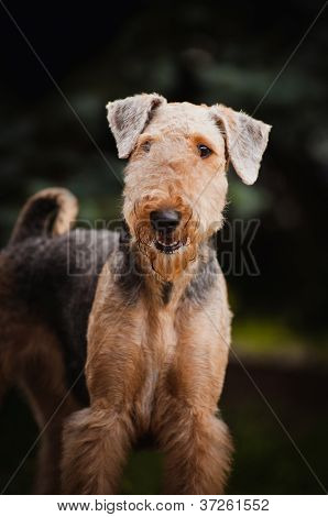 น่ารักแนว Airedale เทร์เรียร์