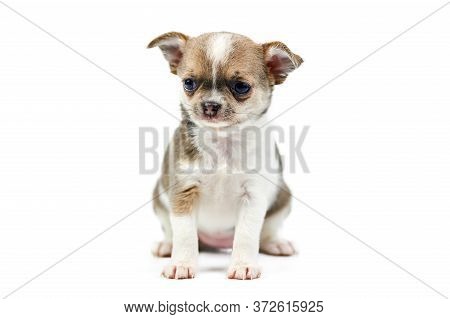 Chihuahua Puppies, Isolated. Little Cute Dog On White Background. Dog Shelter Puppy. Small Short Hai