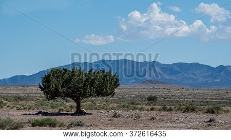 Lone Tree Near Near Rush Valley, Utah, With Mountains In The Background And A Few Clouds On A Sunny 