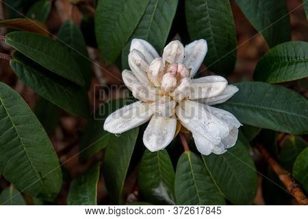 Rhododendron, Halfdan Lem, White Lower,  Top View, With Green Leaves And Water Drops, Centered,