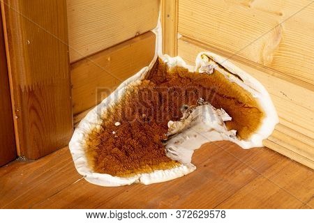 A Large Growing Fungus Serpula Lacrymans On The Walls And Floor Of A Residential Building It Is The 
