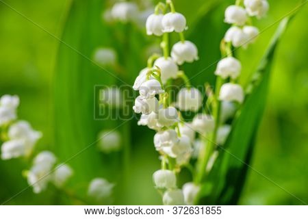 Flower Spring Sun White Green Background Horizontal. Spring Flower Lily Of The Valley. Lily Of The V