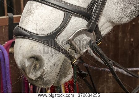 Nose Of A Gray Horse In A Bridle With A Double Capsule