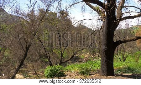 Burnt Trees After The Huge Fire In Malibu