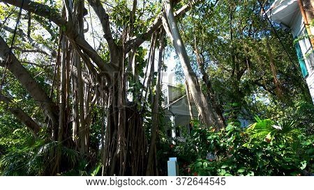 The Banyon House On Key West With Huge Banyan Trees - Key West, Florida - April 12, 2016