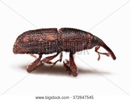 Macro Photography Of Rice Weevil Or Sitophilus Oryzae Isolated On White Background
