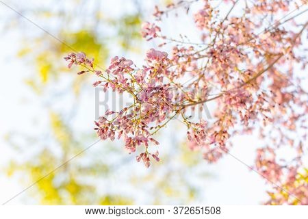 Beautiful Millettia Brandisiana Kurz Flower With Bright Light Background