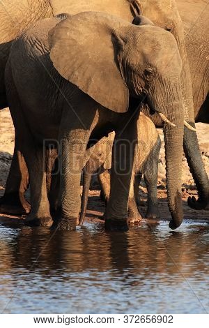 The African Bush Elephant (loxodonta Africana) A Herd Of Elephants With Baby Drinks From The Waterho