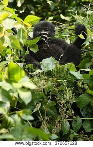 The Mountain Gorilla (gorilla Beringei Beringei) Sitting On The Green Bush