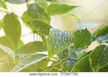 Selective Focus. Ficus Tree Leaves In Large Drops Of Water. Weeping Fig, Benjamin Fig (ficus Benjami
