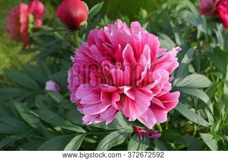 Pink Peony With Green Leaves On Blurry Bokeh Background. Landscape With Peonies Field.