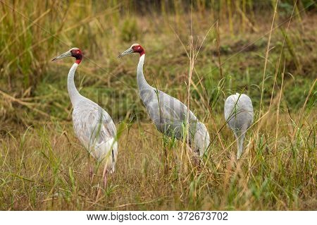 Sarus Crane Or Grus Antigone Family In Green Background Grazing In Grassland Of Keoladeo National Pa