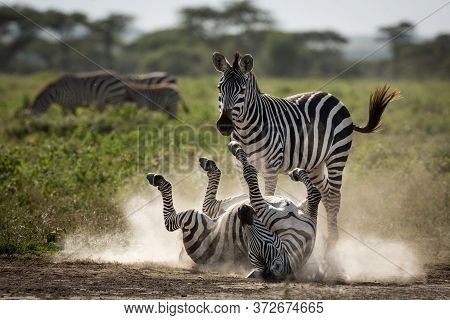 One Adult Zebra Dust Bathing With Another One Watching Her In Ndutu Tanzania