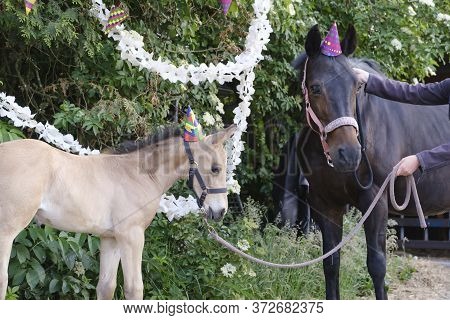 A Brown Mare And A Yellow Foal With Hats And Guirlandes In The Trees. Background For Greeting Card, 