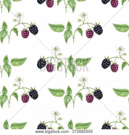 Watercolor Seamless Pattern With Drawing Branch Of Blackberry With Flower, Leaf And Berries, Hand Dr
