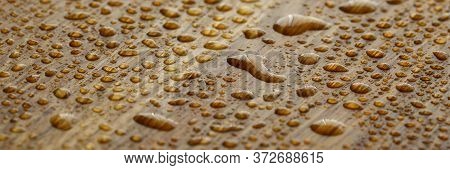 Naturally Oak Tree With Water Droplets Coated With An Oleophobic Composition Close-up Background. Pr