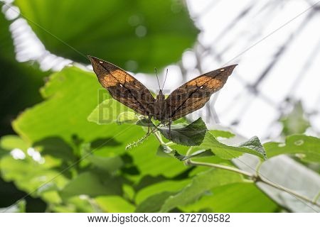 Kallima Inachus, Or Dead Leaf Is The Butterfly Wings Are Shaped Like A Leaf