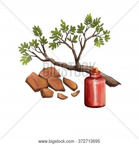 Yohimbe Isolated Digital Art Illustration. Pausinystalia Bottle, Branch Dry Bark. Extracts Yohimbe U