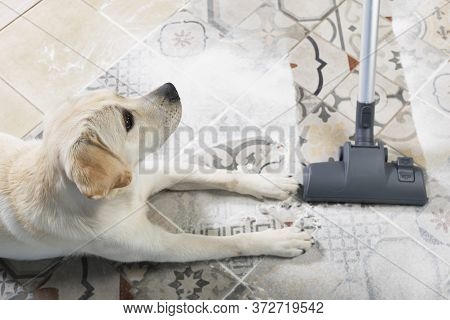 Dog Is Lying On Dirty Floor And Looks Guiltily At Owner With Vacuum Cleaner