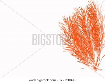 Part Of The Pine Branch. Isolated On White Background. Lush Lava