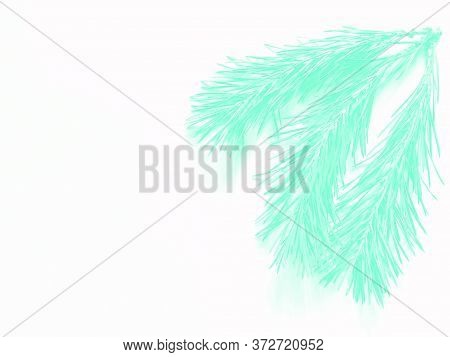 Aqua Menthe Of The Pine Branch. Isolated On White Background