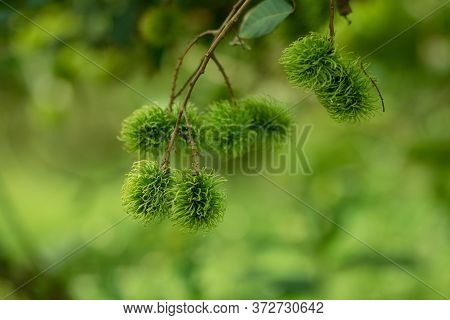 Green Rambutan Is A Berry And Cannot Be Harvested. When It's Time To Harvest, The Rambutan Becomes B
