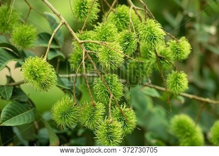 Green Rambutan Is A Berry And Cannot Be Harvested. When It's Time To Harvest, The Rambutan Becomes B