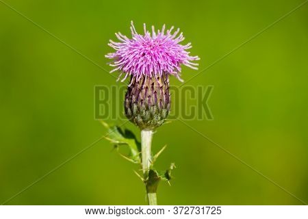 A Macro Photo Of A Scotch Thistle (onopordum Acanthium) In The Afternoon Summer Sun.