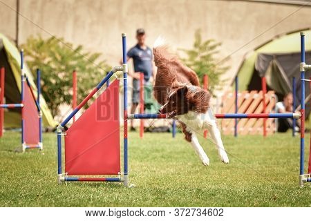 Redmerle Border Collie Is Jumping Over The Hurdles. Amazing Day On Czech Agility Competition.
