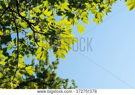 Branch Of Acer Pseudoplatanus Or Sycamore Maple With Hanging Flowers And Fresh Green Leaves In Sprin