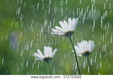 Flowers Of White Daisies In The Summer Rain