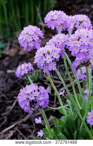 Primrose Blooms In The Garden, Primula Denticulata. Blue And Purple