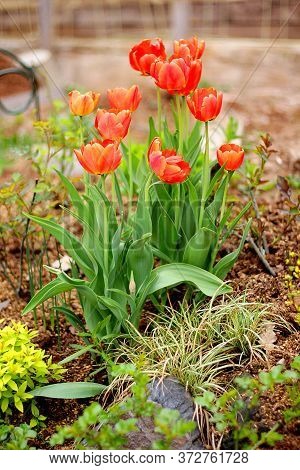 Closeup Colorful Perrot Tulips Flower And Beautiful Blossom In The Nature Garden
