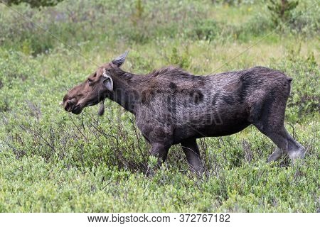 Wild Moose Living In The Forests Of The Colorado Rocky Mountains. Cow Moose With Head Injury.