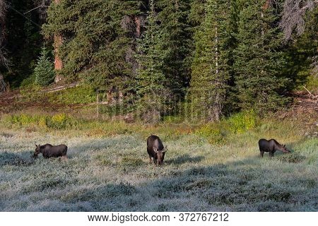 Wild Moose Living In The Forests Of The Colorado Rocky Mountains. Cow Moose With Two Calves Grazing 