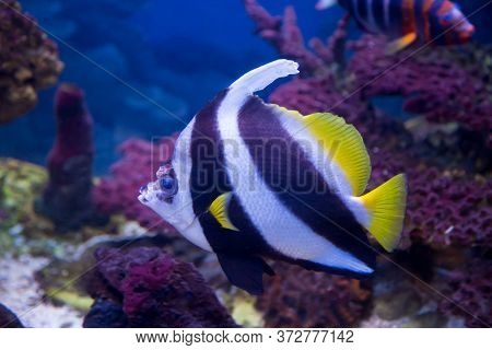 Bright Beautiful Butterfly Fish Long-finned Pennant, Heniochus Acuminatus, Swims In The Aquarium. Ma