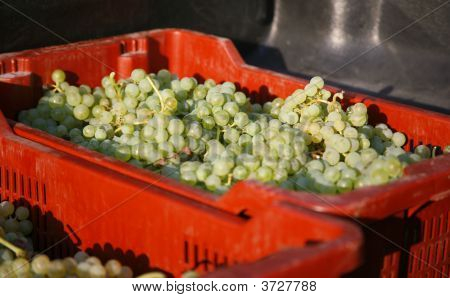 grapes