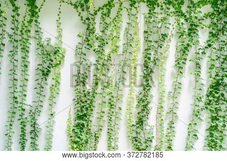 green ivy isolated on a white wall background.