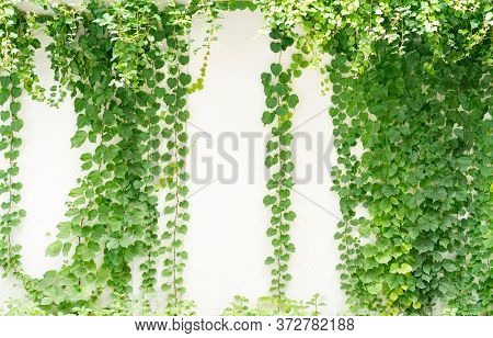 green ivy isolated on a white wall background.