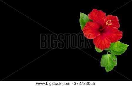 Red Hibiscus Flowers Laying On The Pink Background.