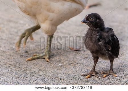 Portrait Of A Small Dark Chicken Standing Near Its Mother.