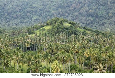 Palm Trees And Hilltop At Setangi, Near Senggigi, Lombok, Indonesia. Exotic Tropical Destination Bea