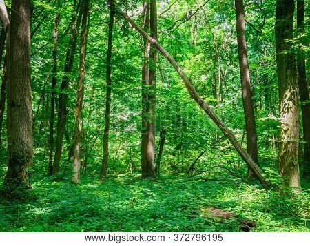 Baneasa Forest Near Bucharest, Romania. Fresh Green Forest Landscape In The Spring Or Summer.