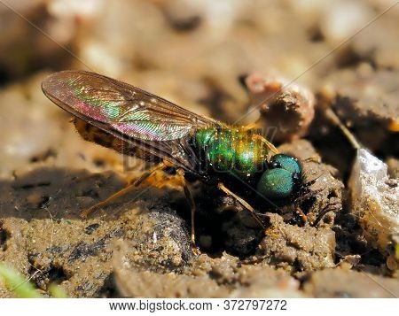 male soldier fly in the family Stratiomyidae