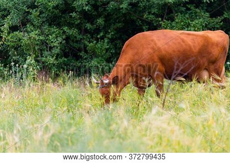 Grass-fed Beef Cow In Pasture. Farm Nature Concept