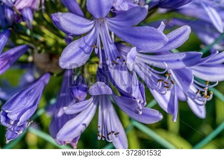 Allium Polyanthum Blue Onions. Close-up Macro View Of The Blooming Onion With Green Blurred Backgrou