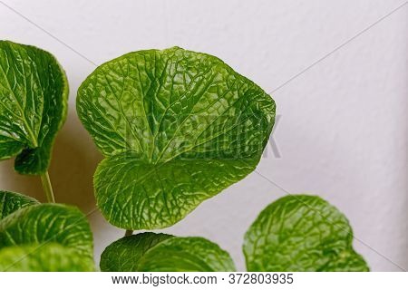 Leaves Of A Japanese Horseradish Plant, Eutrema Japonicum
