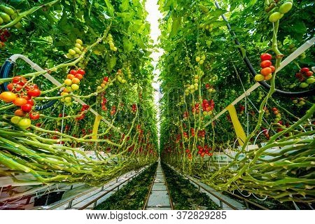 Beautiful Red Ripe Tomatoes Grown In A Greenhouse.