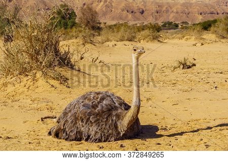Ostrich, In The Yotvata Hai-bar Nature Reserve, The Arava Desert, Southern Israel